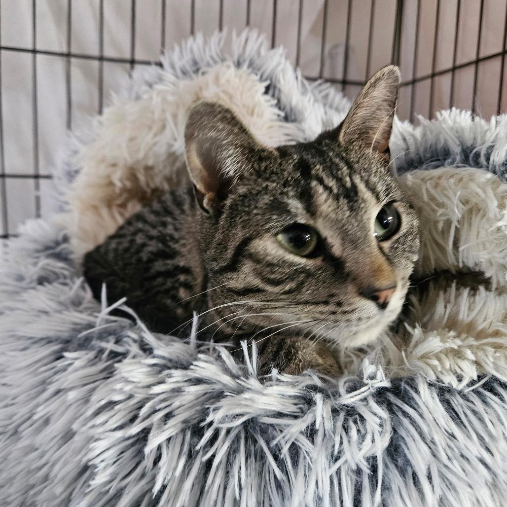 Sweetness, a Adoptable Domestic Short Hair in Grand Rapids, MN image 2/2