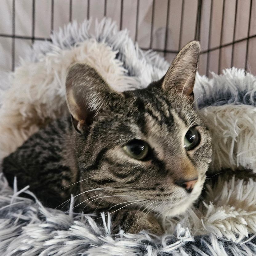 Enlarge Sweetness, a Adoptable Domestic Short Hair in Grand Rapids, MN image 2/2