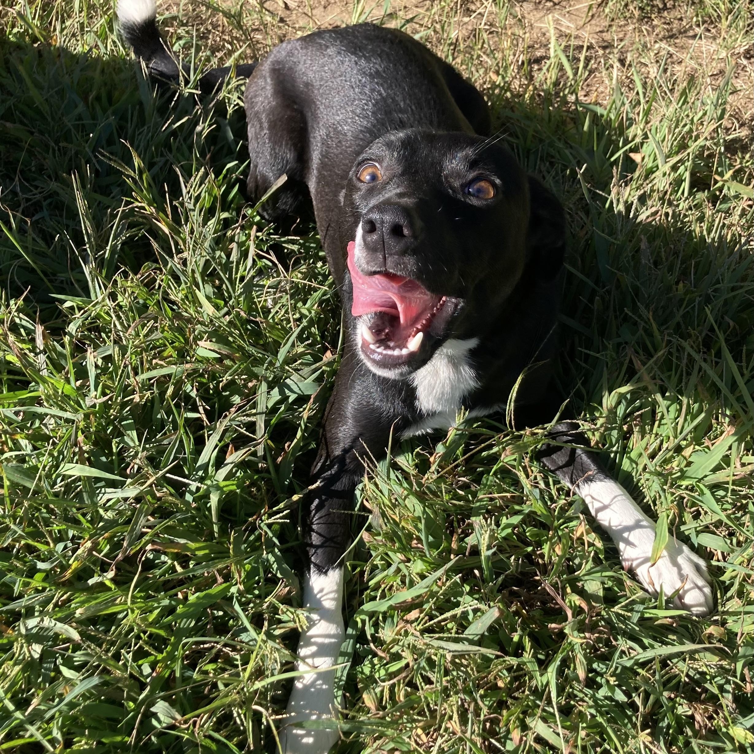 Enlarge Nine, a Adopted Mixed Breed in Mishawaka, IN image 2/3