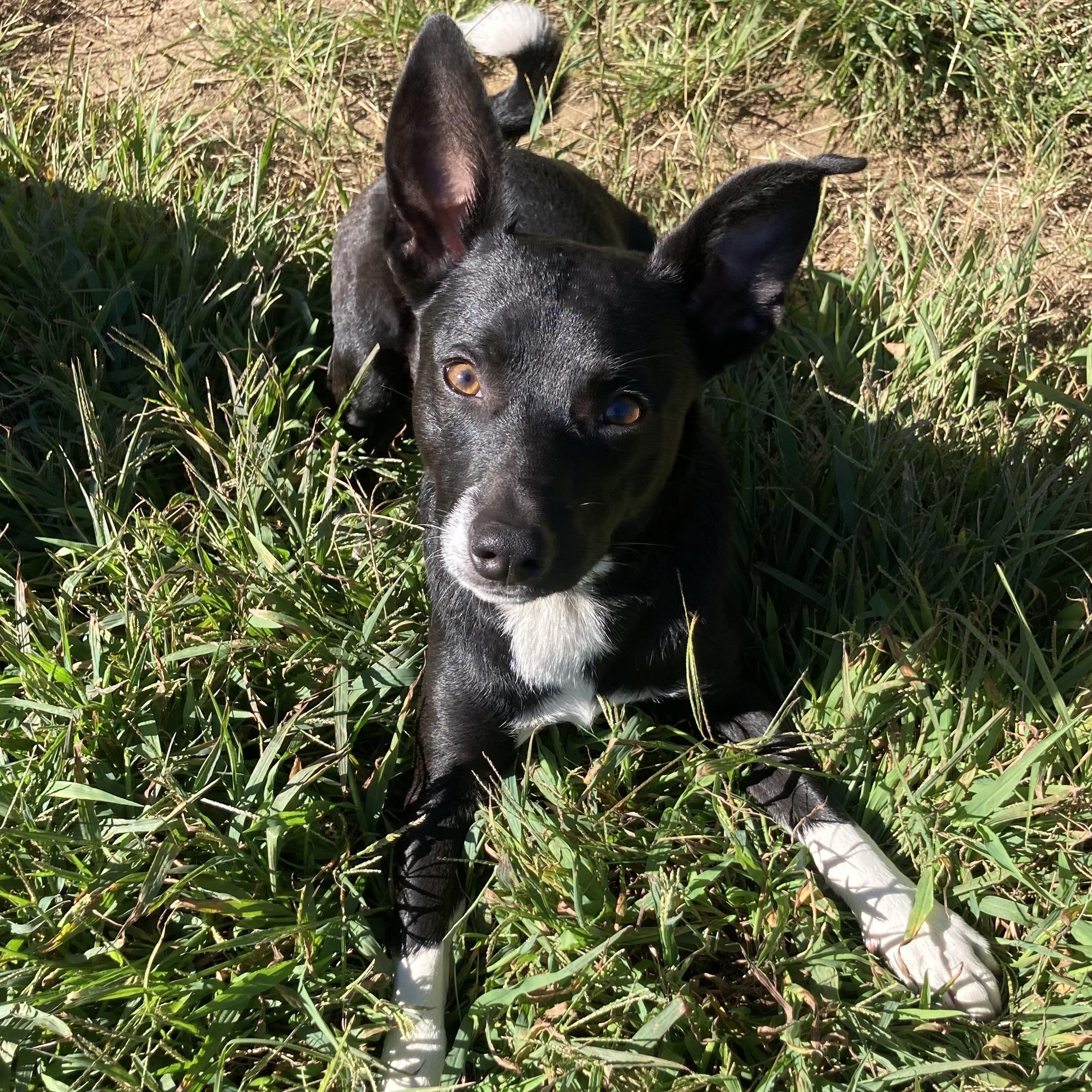 Enlarge Nine, a Adopted Mixed Breed in Mishawaka, IN image 1/3