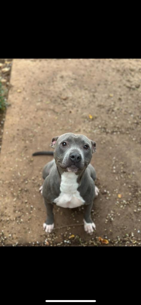 Enlarge Mariah, a Adoptable mixed breed in Albany, GA image 2/6