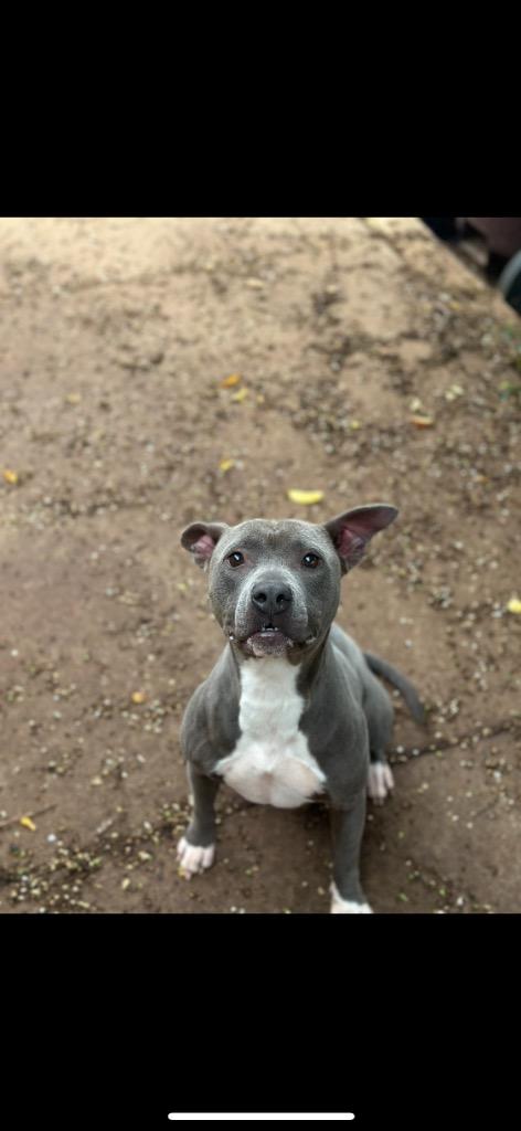 Enlarge Mariah, a Adoptable mixed breed in Albany, GA image 3/6
