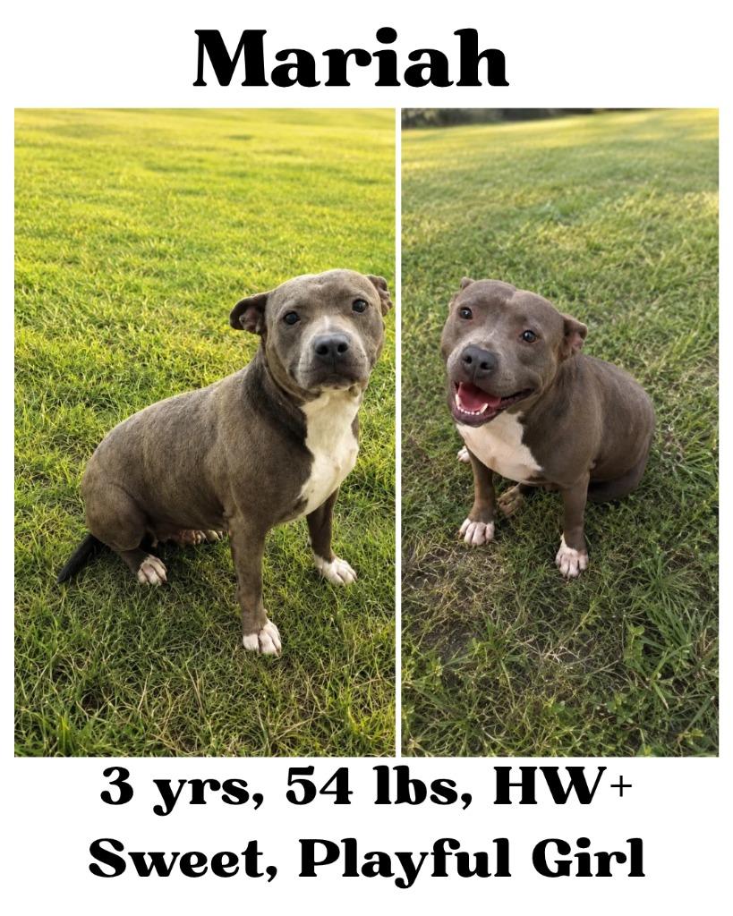 Enlarge Mariah, a Adoptable mixed breed in Albany, GA image 4/6