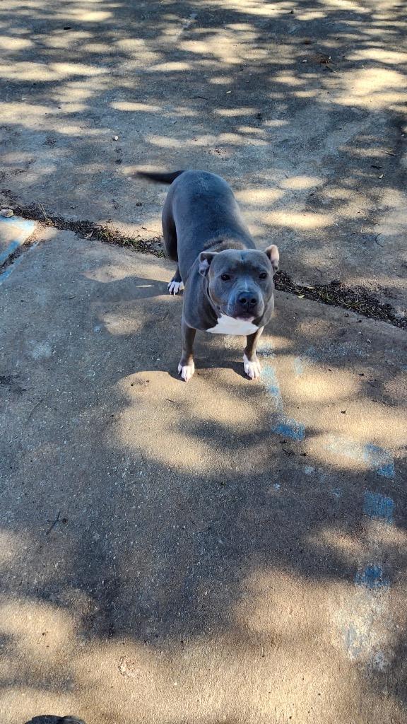 Enlarge Mariah, a Adoptable mixed breed in Albany, GA image 4/6