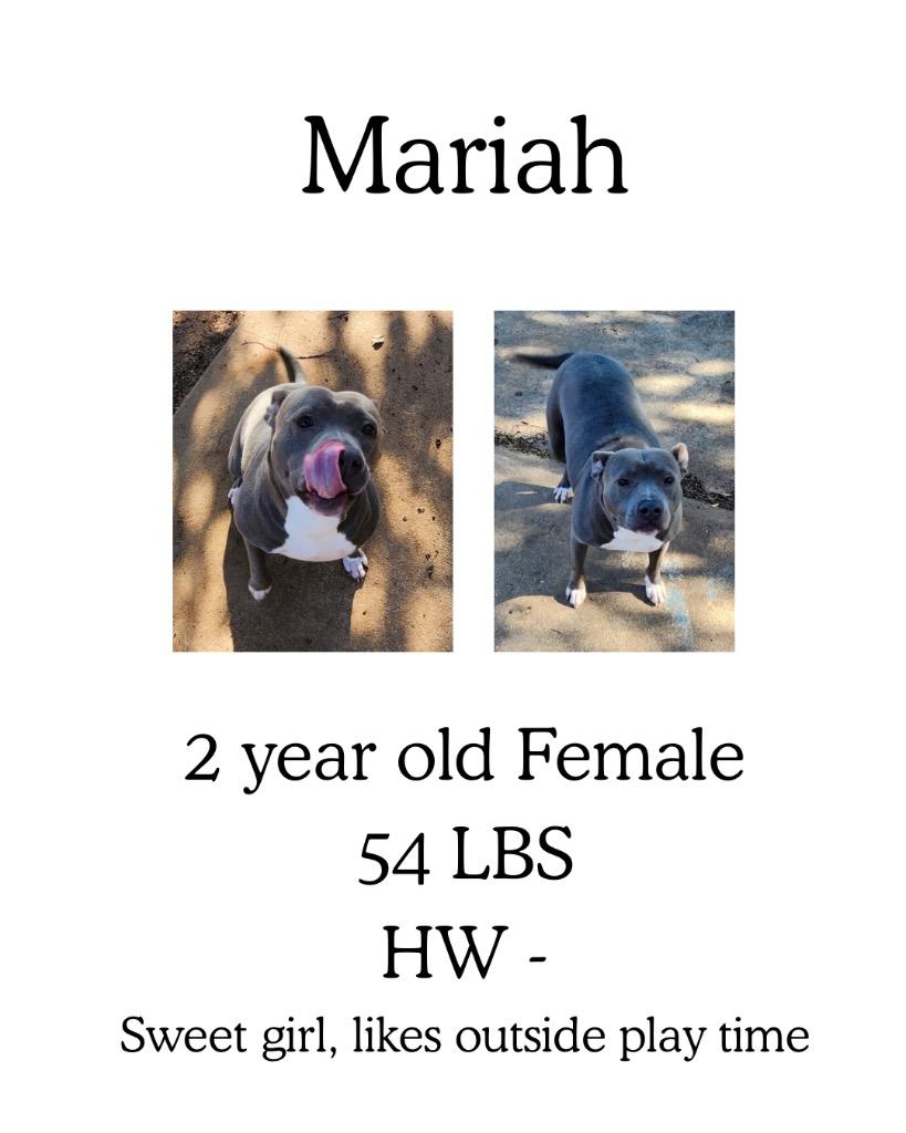 Enlarge Mariah, a Adoptable mixed breed in Albany, GA image 6/6