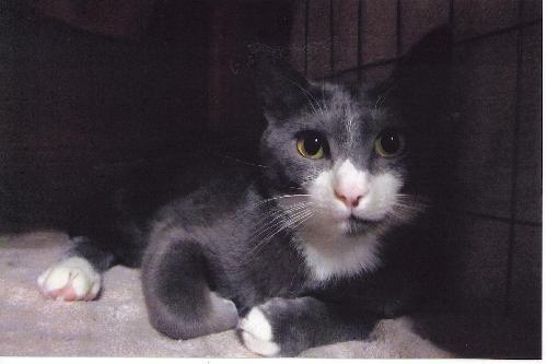 Enlarge Saturn, a Adoptable Domestic Short Hair in Cypress, TX image 1/3