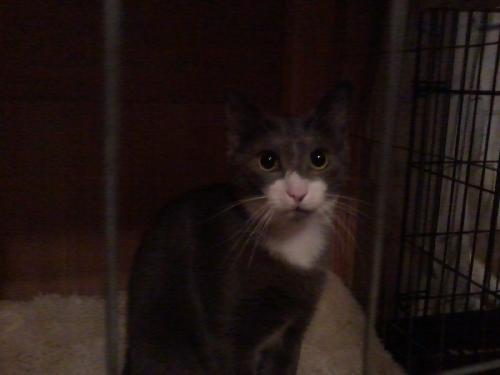 Enlarge Saturn, a Adoptable Domestic Short Hair in Cypress, TX image 2/3