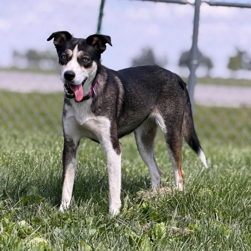 Sunfish, ADOPTABLE, Adult Female Husky.