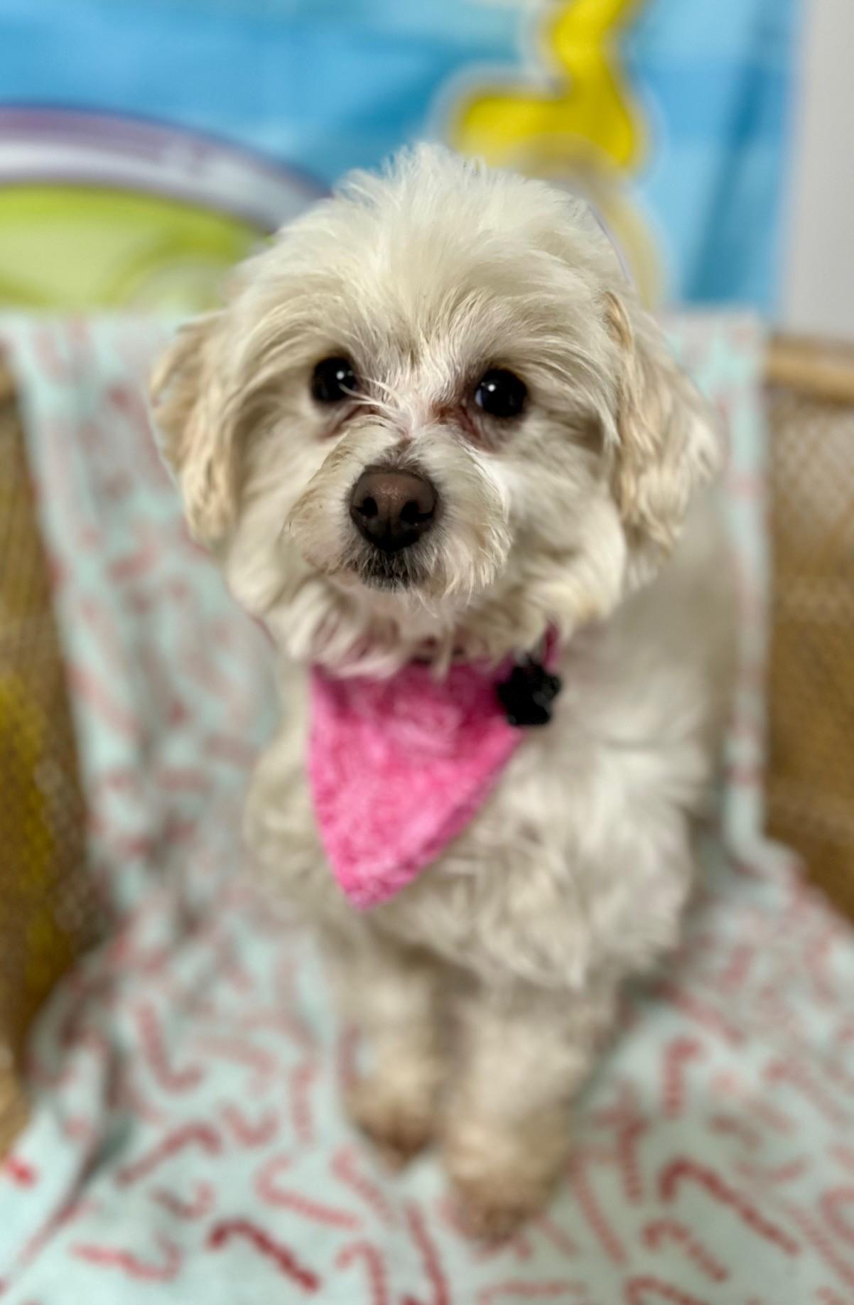 Peaches, an adopted mixed breed in Yakima, WA image 5/5