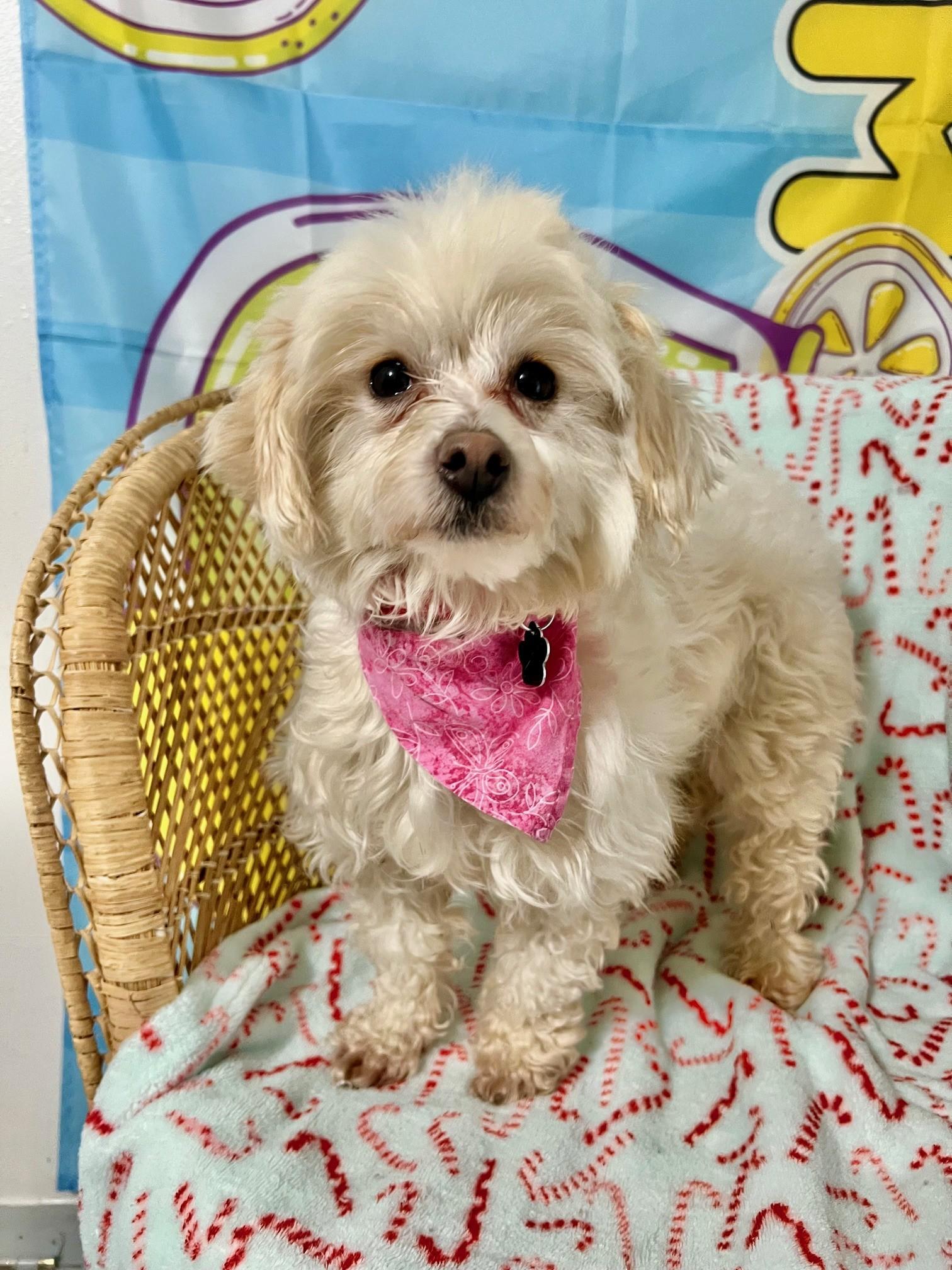 Peaches, an adopted mixed breed in Yakima, WA image 1/5