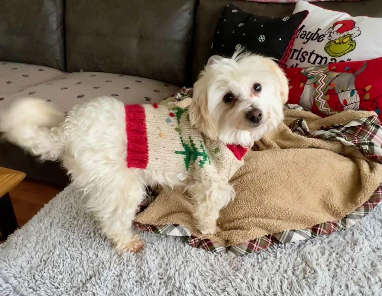 Peaches, an adopted mixed breed in Yakima, WA image 2/5