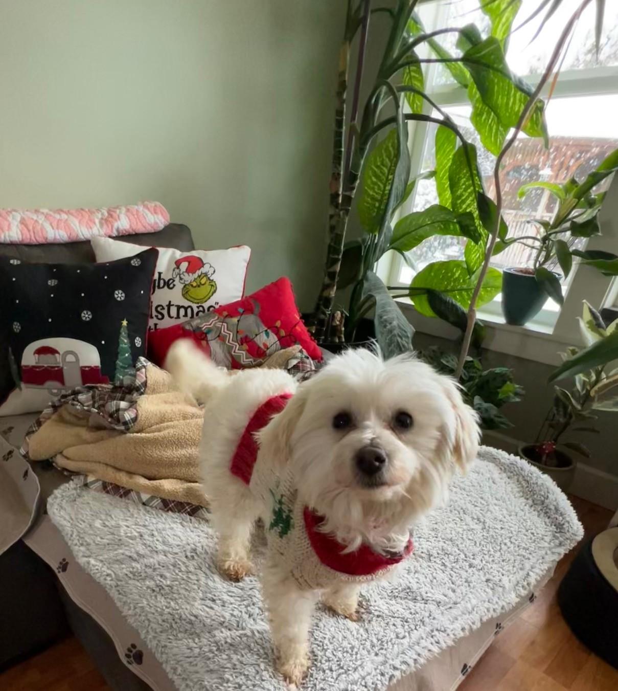 Peaches, an adopted mixed breed in Yakima, WA image 3/5