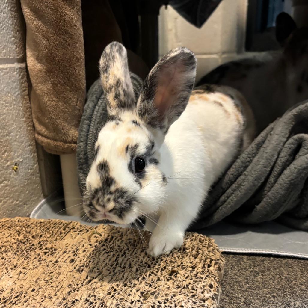 Enlarge Peppermint, a Adoptable Harlequin in Grand Rapids, MI image 1/3