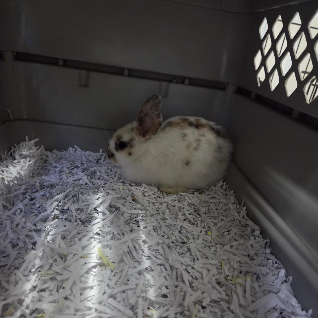 Enlarge Peppermint, a Adoptable Harlequin in Grand Rapids, MI image 2/3