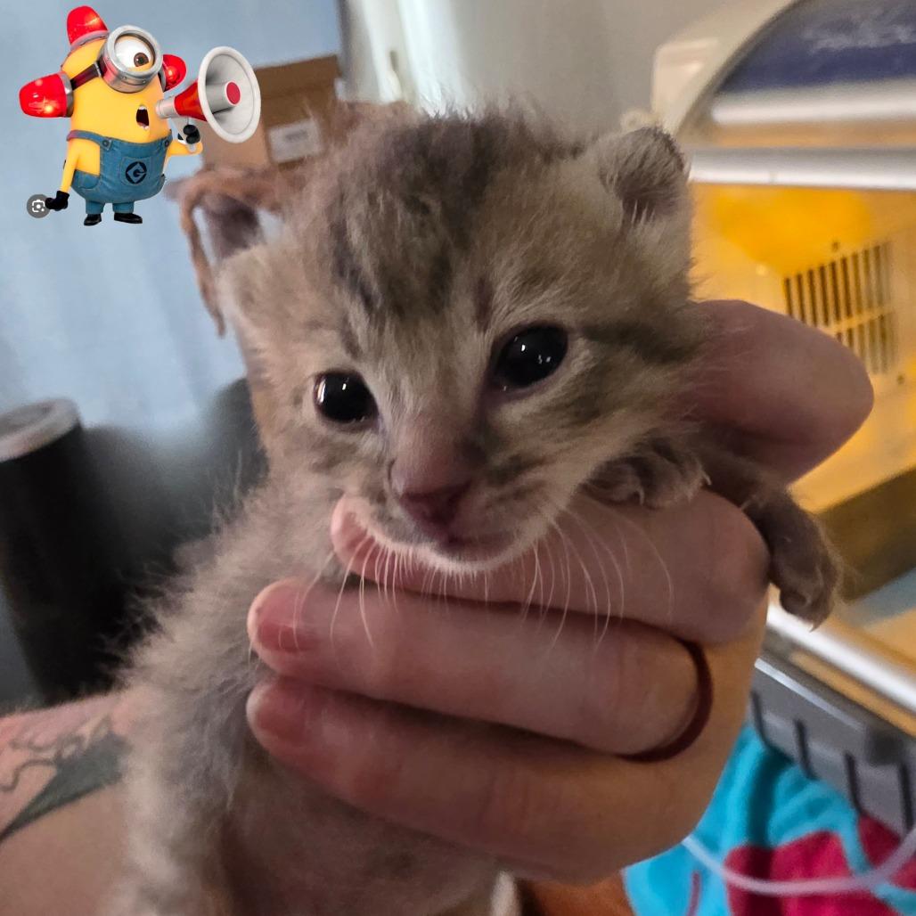 Enlarge Bee-Do, a Adoptable Domestic Short Hair in Escondido, CA image 4/5