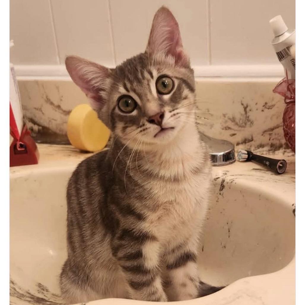 Bee-Do, a Adoptable Domestic Short Hair in Escondido, CA image 6/6