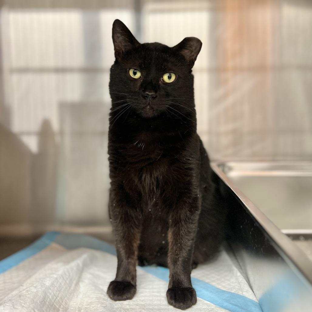 Reno, Adoptable, Adult Male Domestic Short Hair.