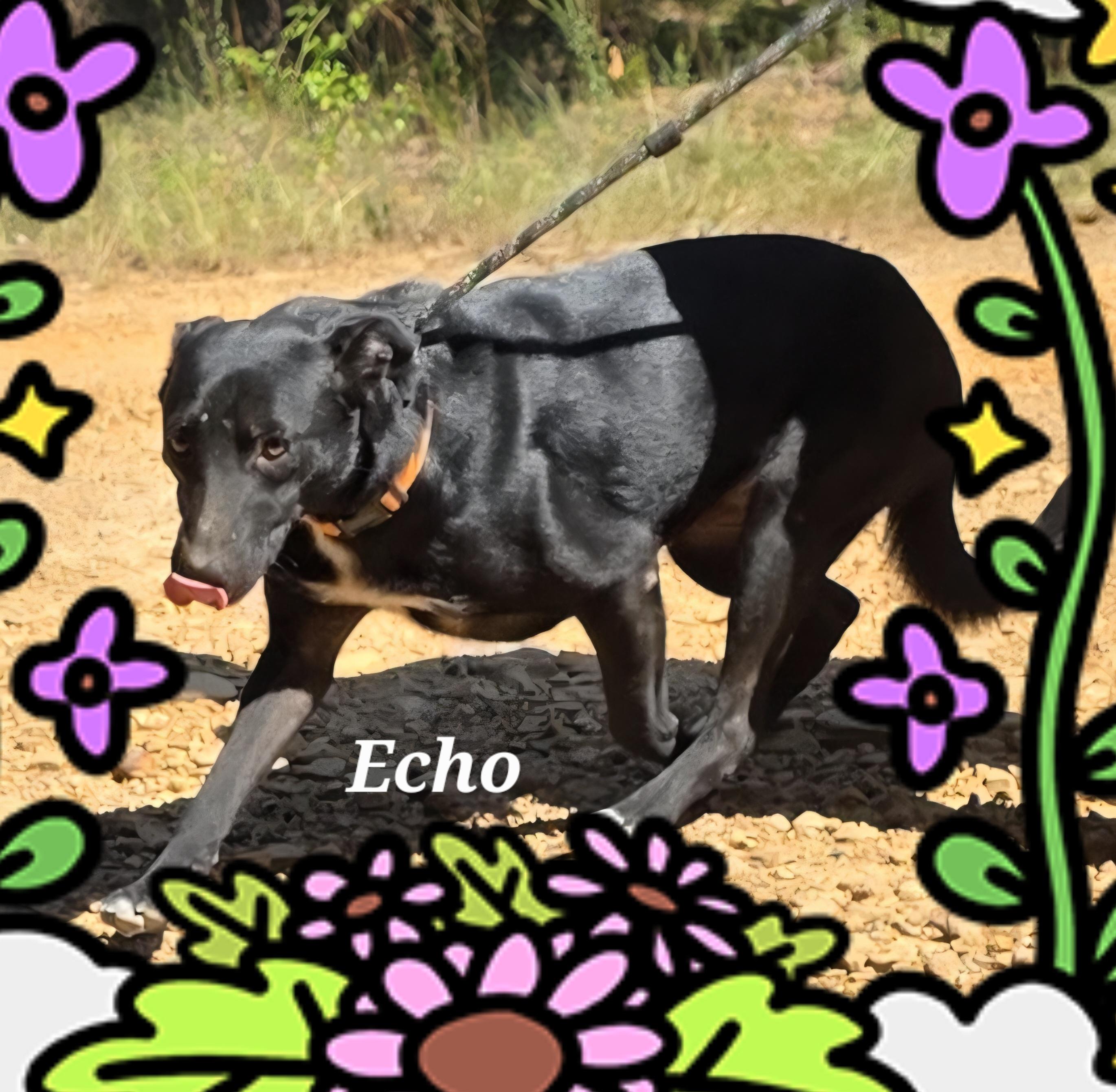 Echo, a Adoptable mixed breed in Warren, RI image 1/6