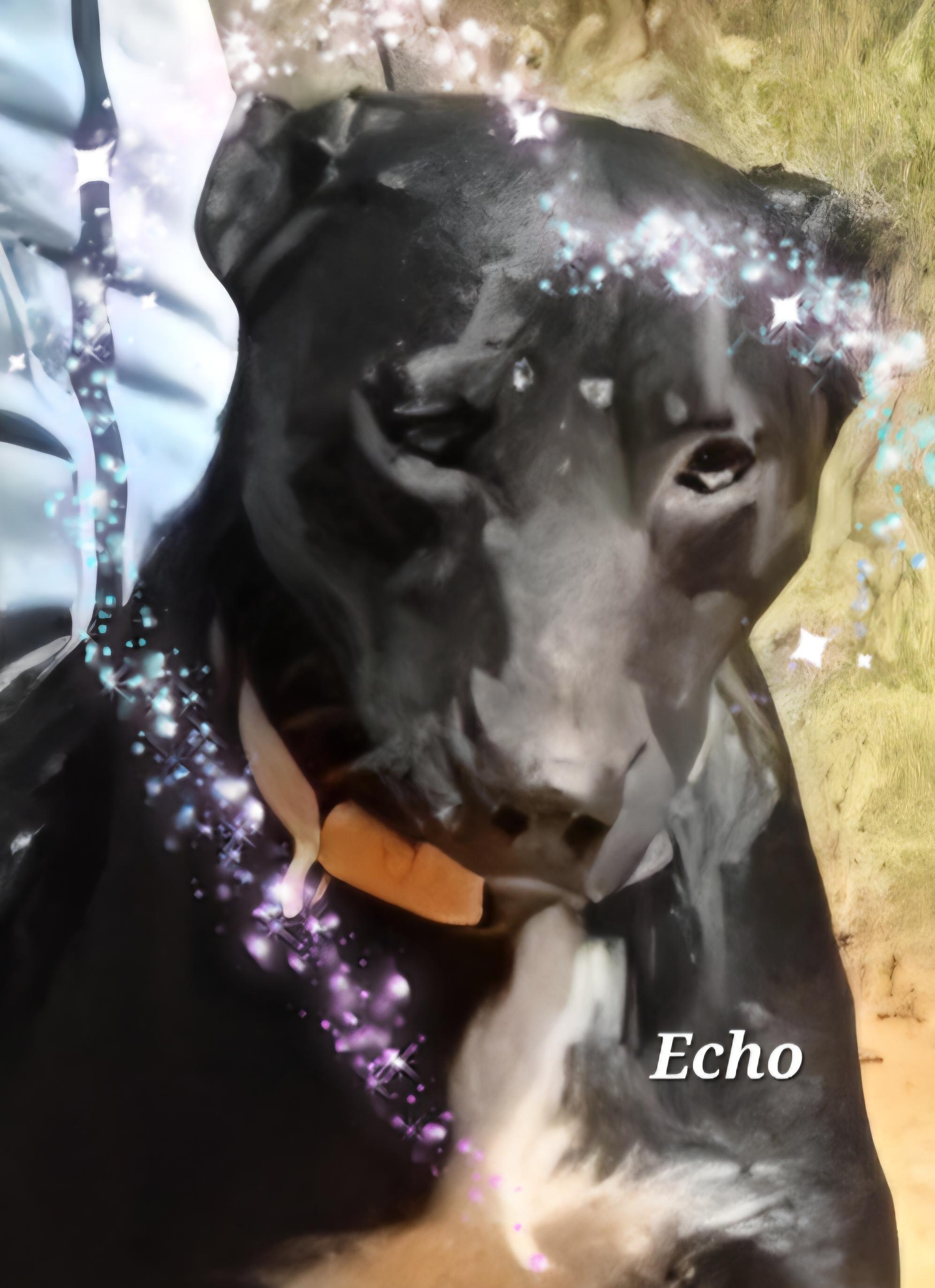 Echo, a Adoptable mixed breed in Warren, RI image 2/6