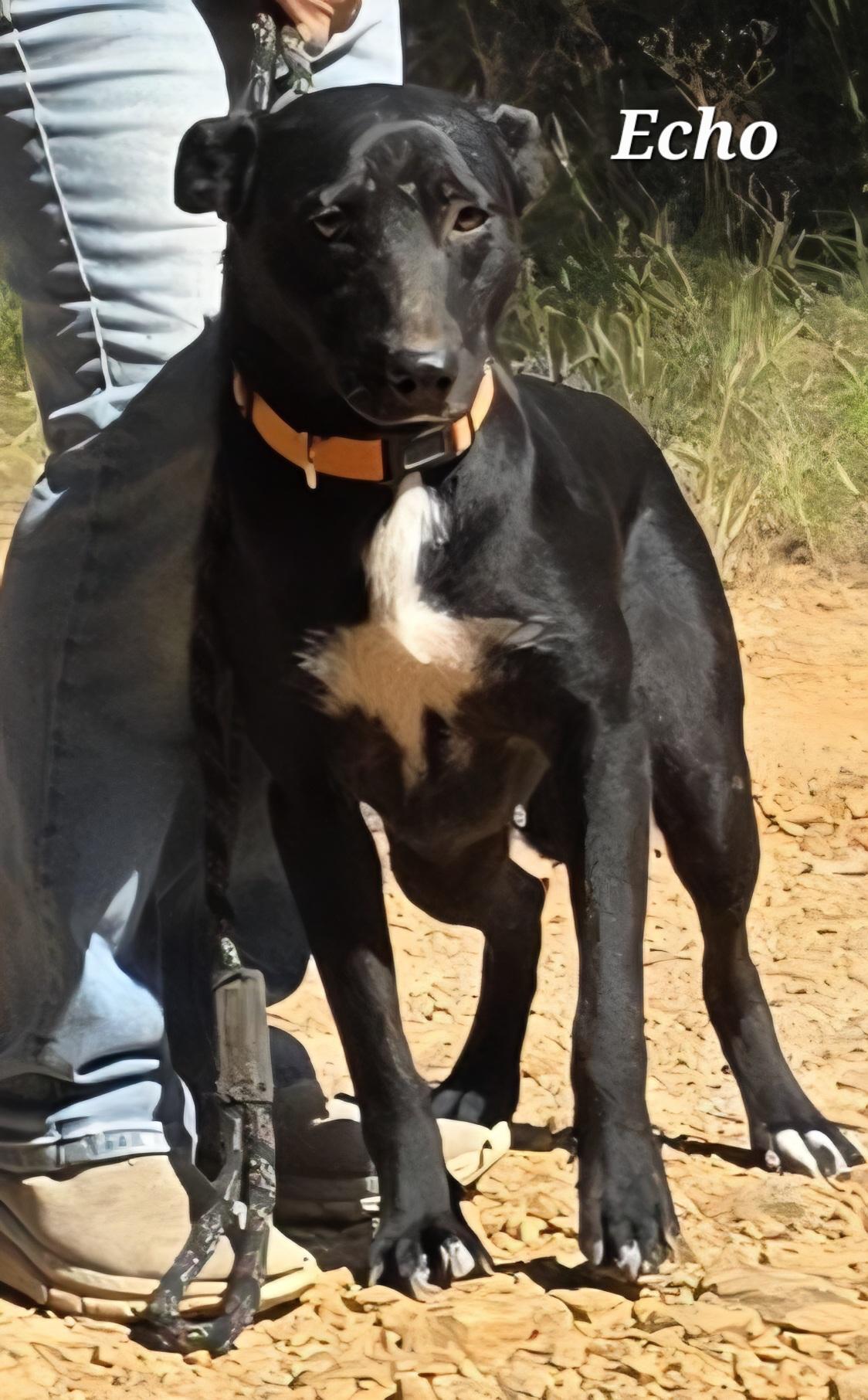 Echo, a Adoptable mixed breed in Warren, RI image 3/6