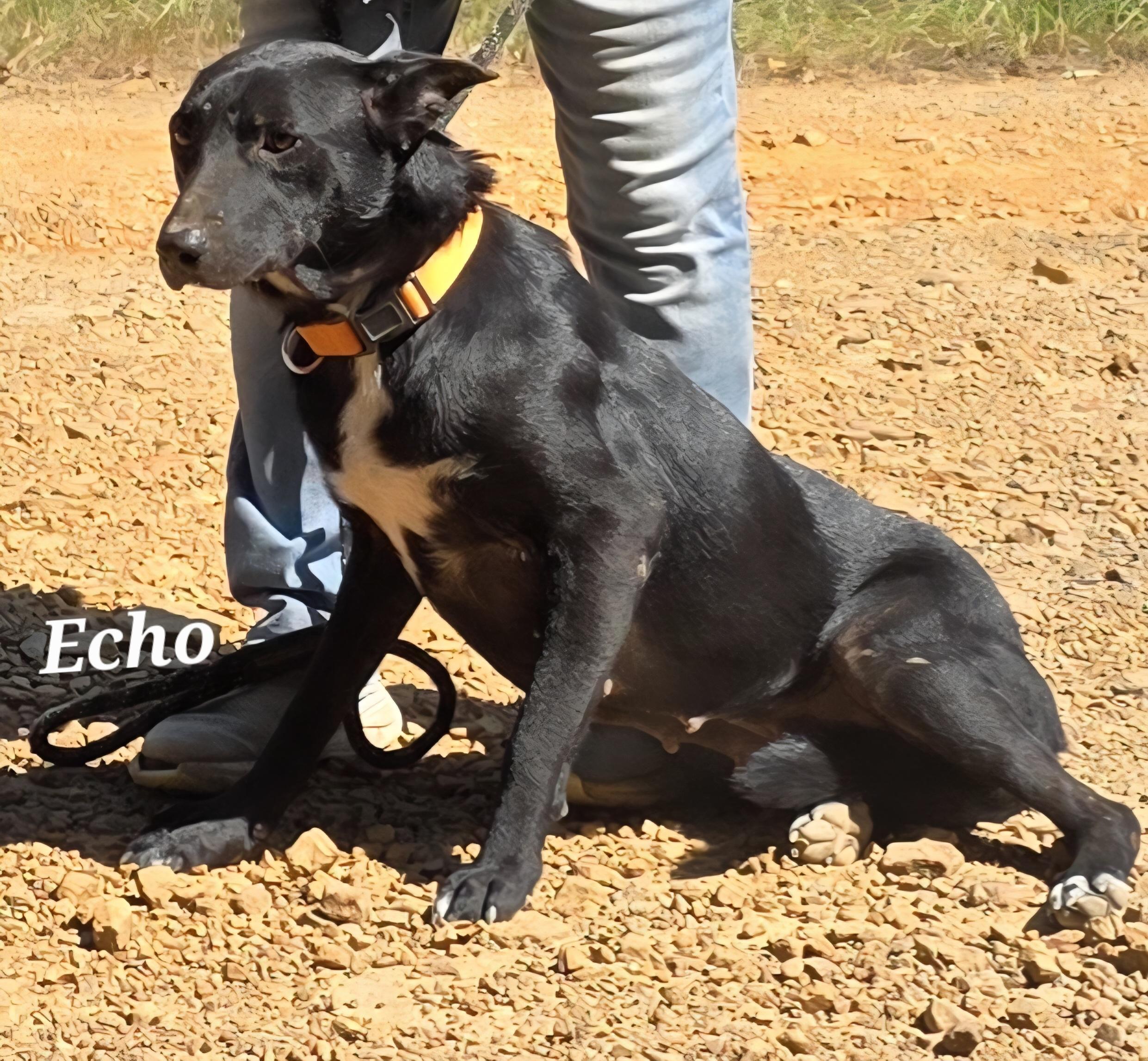 Echo, a Adoptable mixed breed in Warren, RI image 4/6