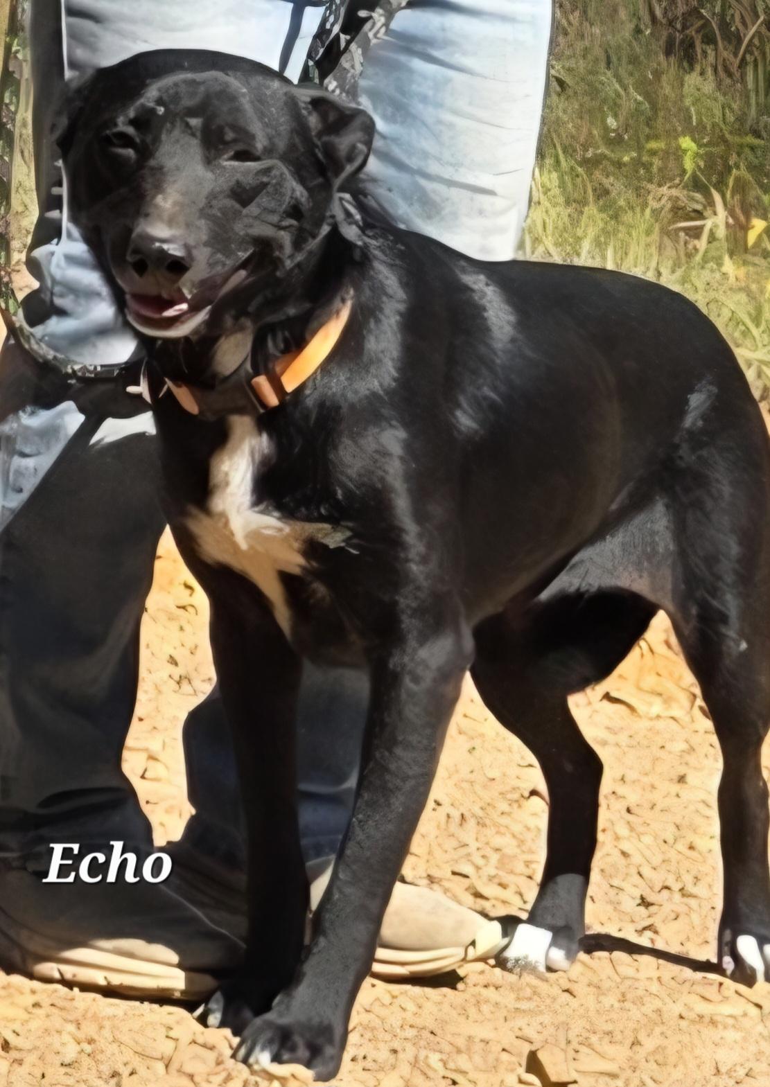 Echo, a Adoptable mixed breed in Warren, RI image 5/6