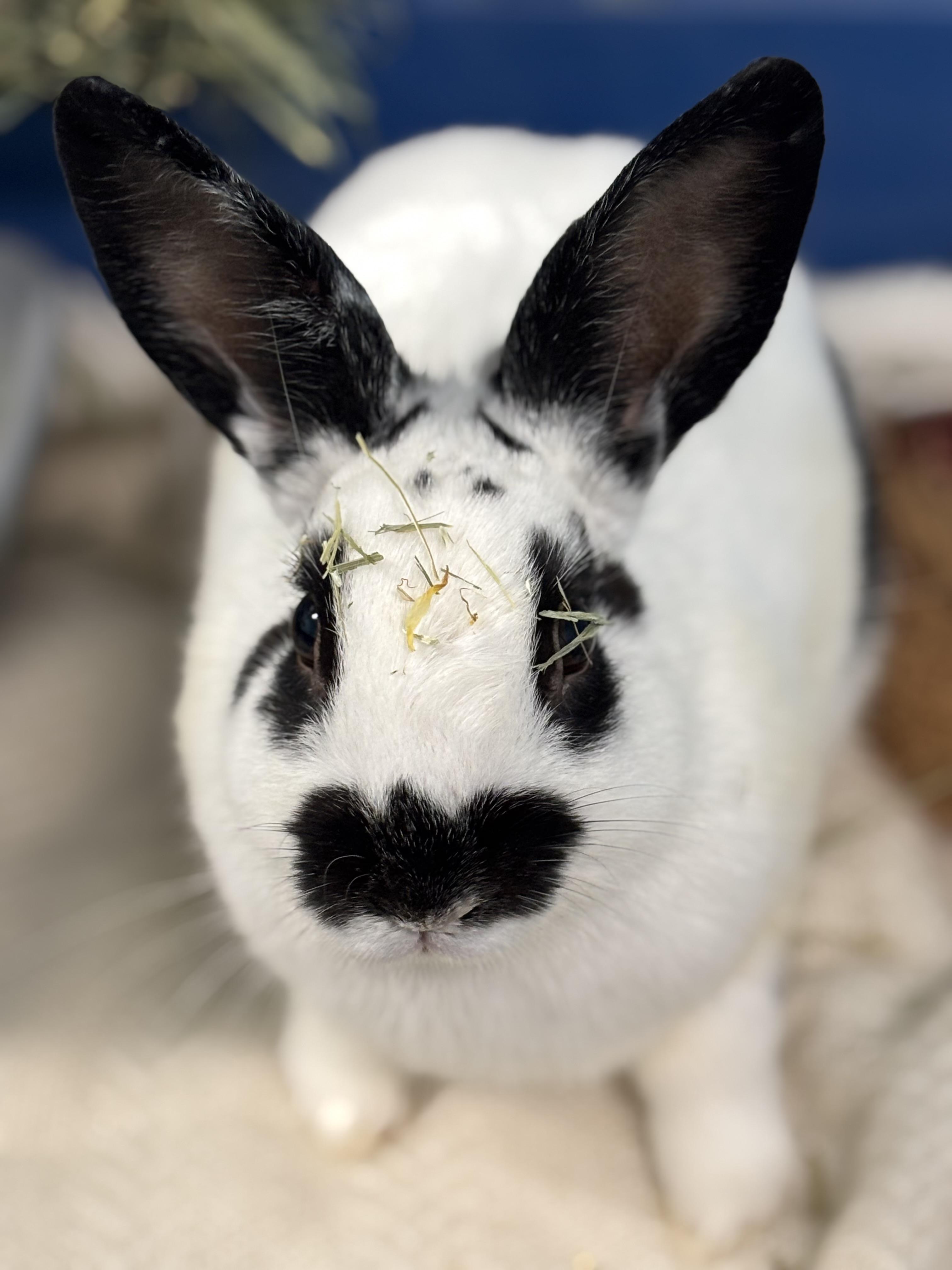 Enlarge Pua, a Adoptable Bunny Rabbit in Ravenna, OH image 1/2