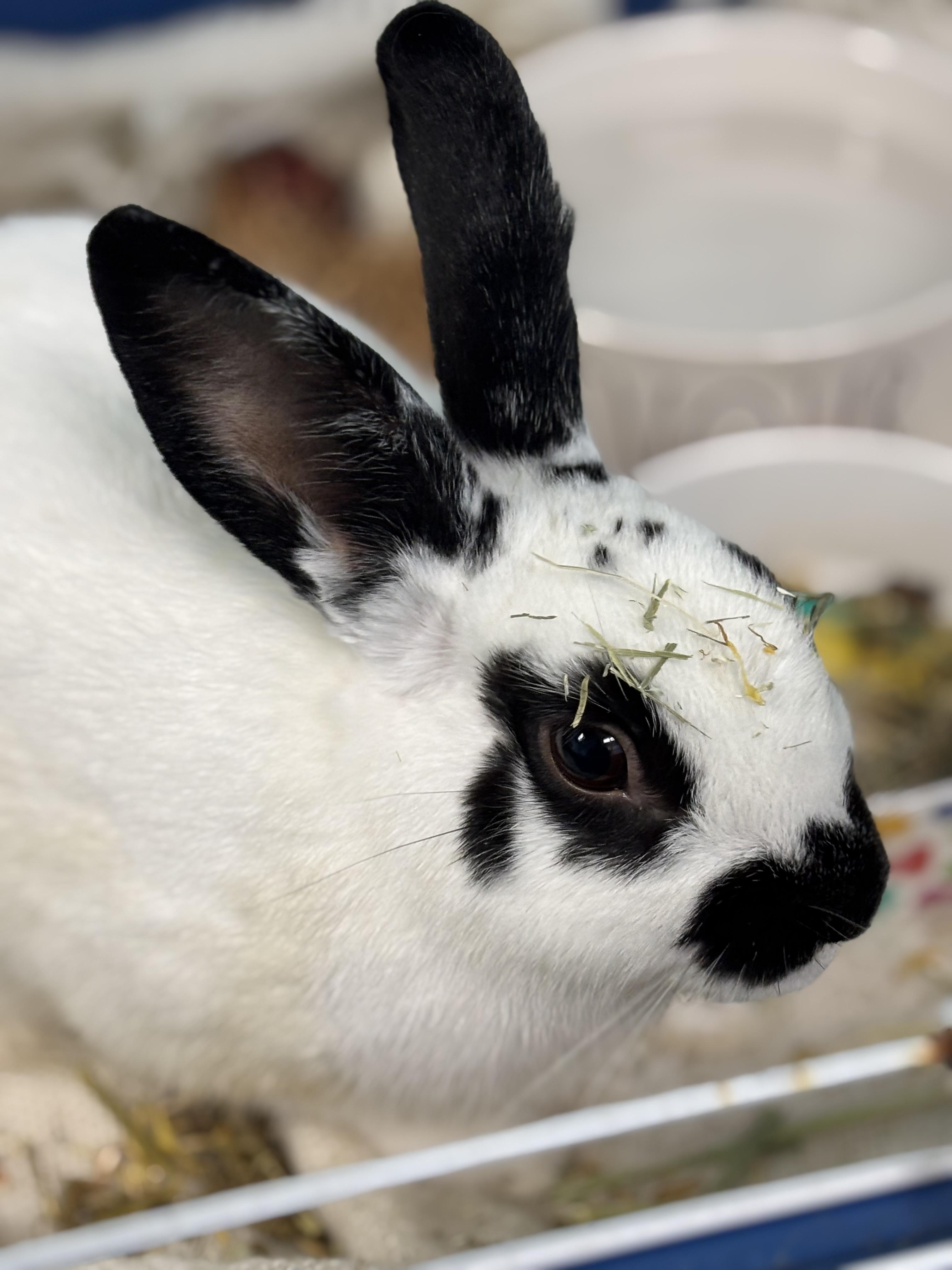 Pua, Adoptable, Adult Male Bunny Rabbit.
