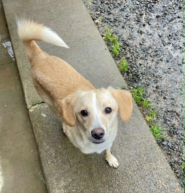 Hank, Adoptable, Young Male Beagle & Pomsky.