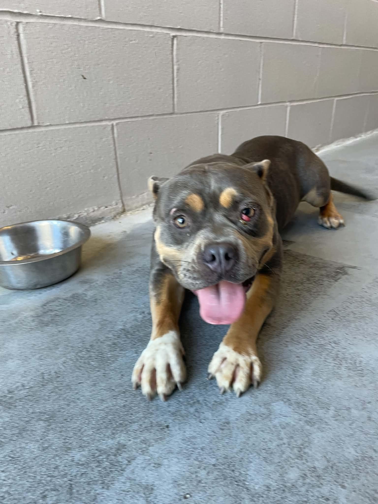Enlarge Tinky Winky, a Adopted Pit Bull Terrier in Bishopville, SC image 2/3