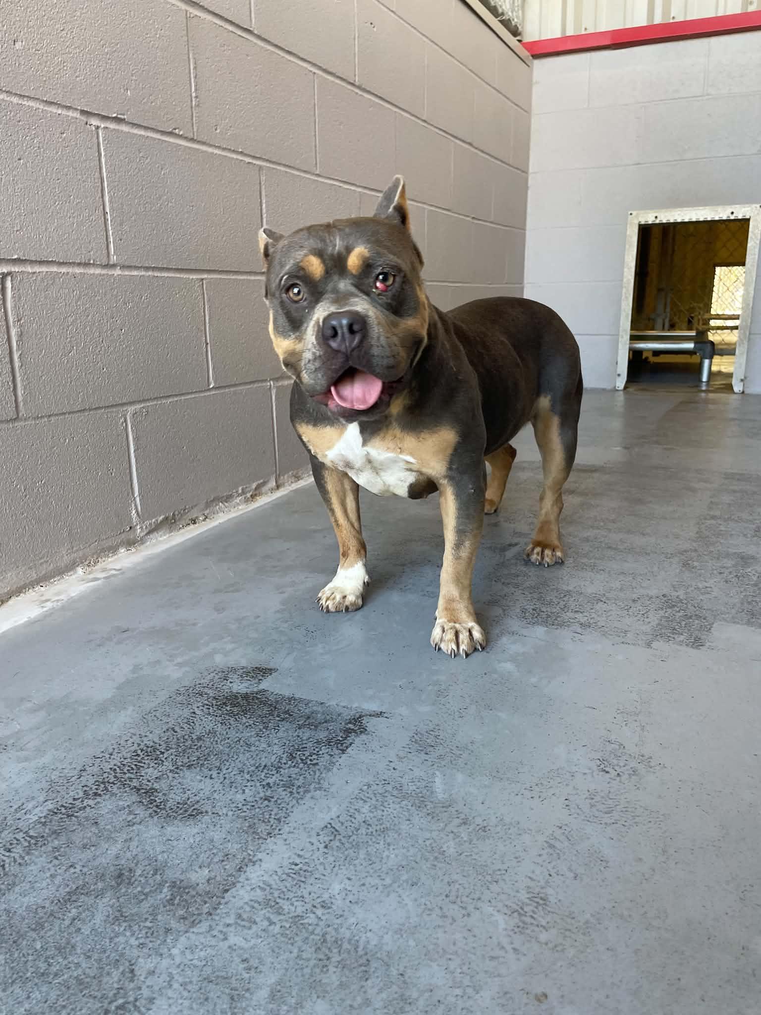 Enlarge Tinky Winky, a Adopted Pit Bull Terrier in Bishopville, SC image 3/3