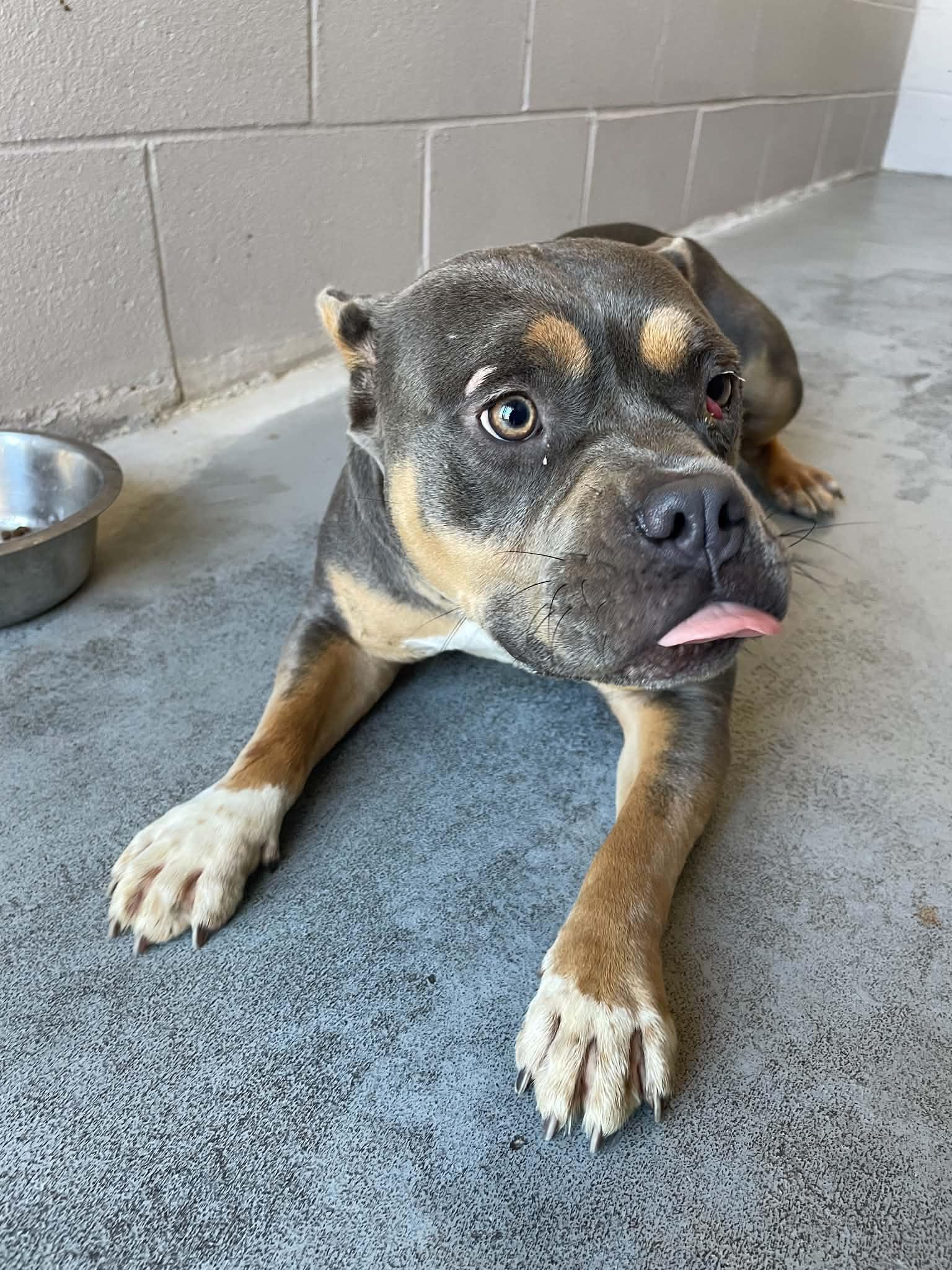 Tinky Winky, Adopted, Young Female Pit Bull Terrier.