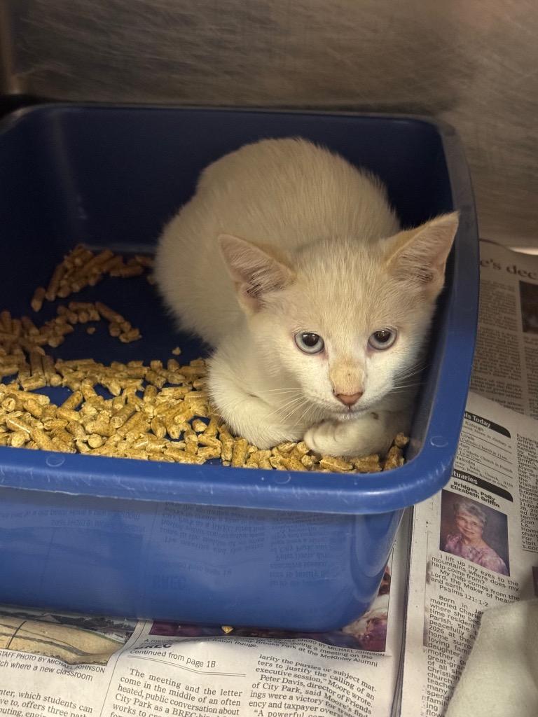 Baron, ADOPTABLE, Kitten • Male, Siamese & American Bobtail.