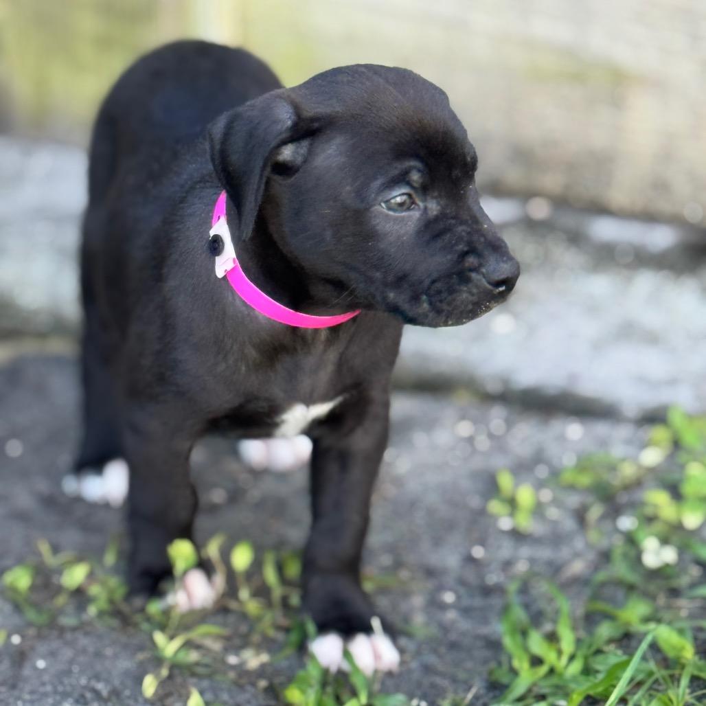 Enlarge RASTA, a Adoptable mixed breed in Wellington, FL image 1/2