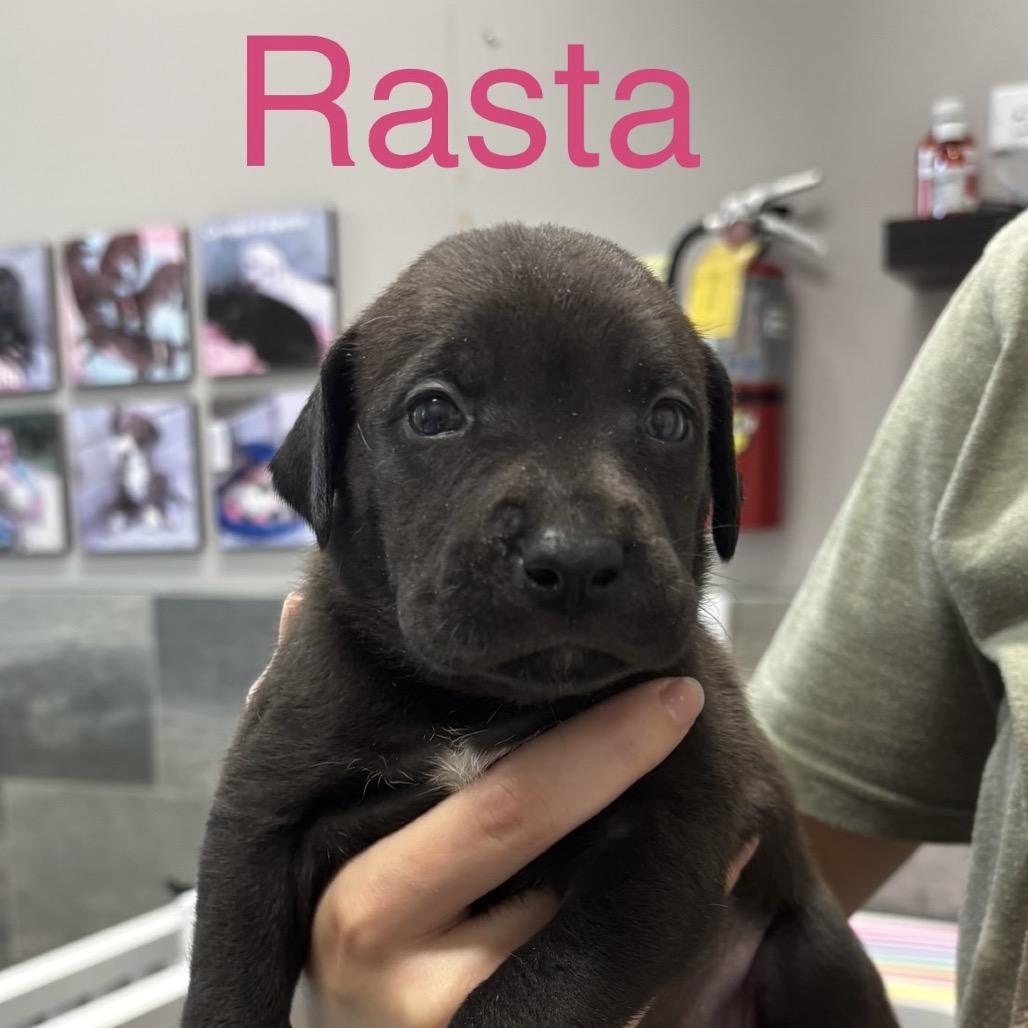 Enlarge RASTA, a Adoptable mixed breed in Wellington, FL image 2/2