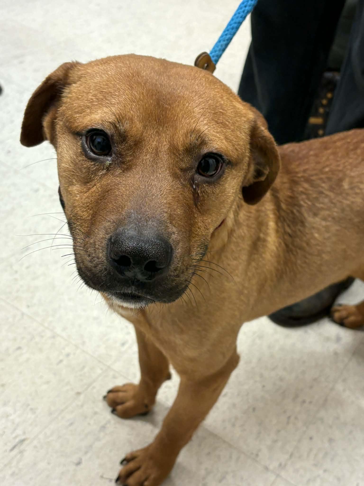 Enlarge Chili, a ADOPTABLE mixed breed in Grants Pass, OR image 3/5