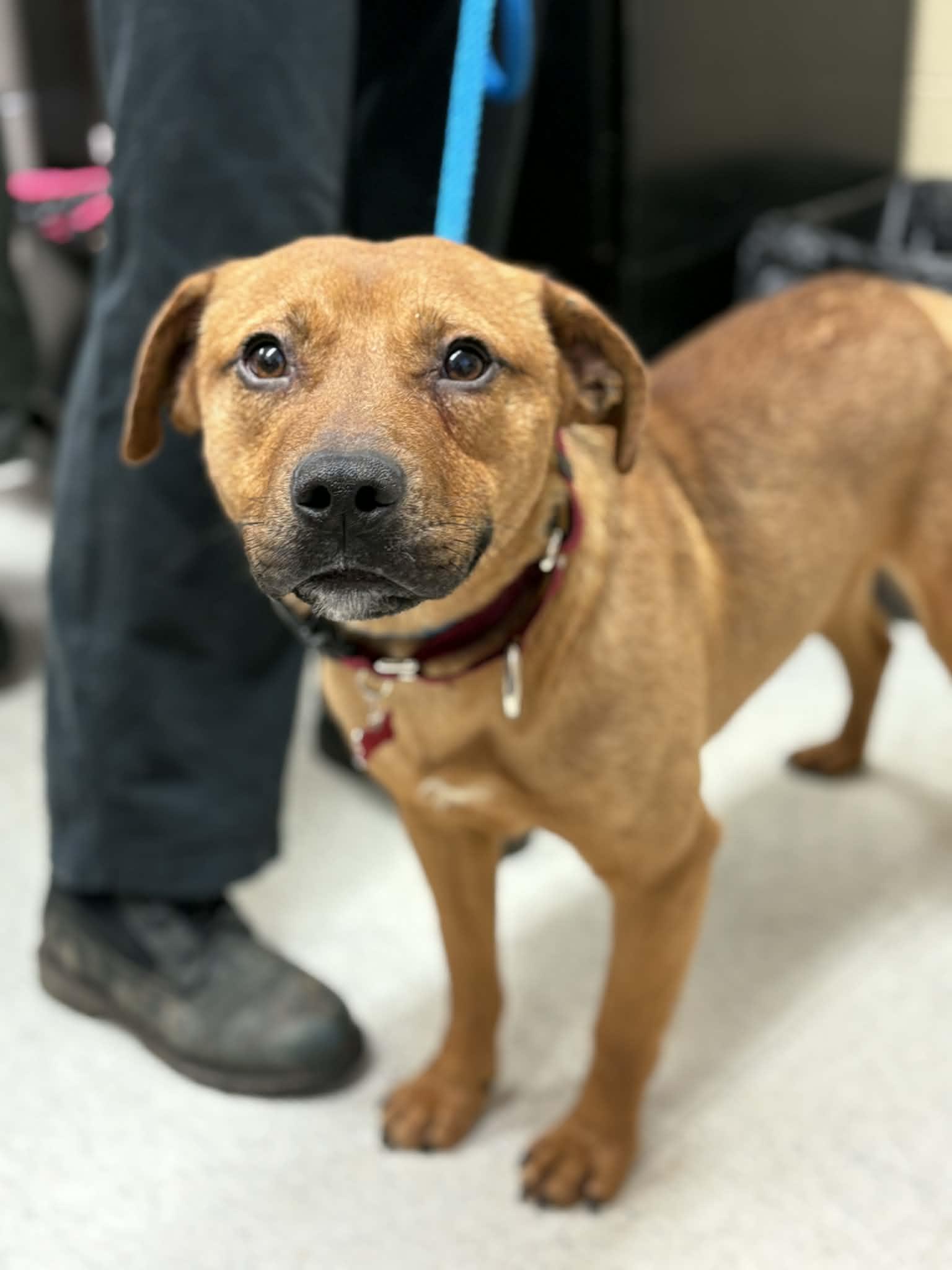 Enlarge Chili, a ADOPTABLE mixed breed in Grants Pass, OR image 5/5
