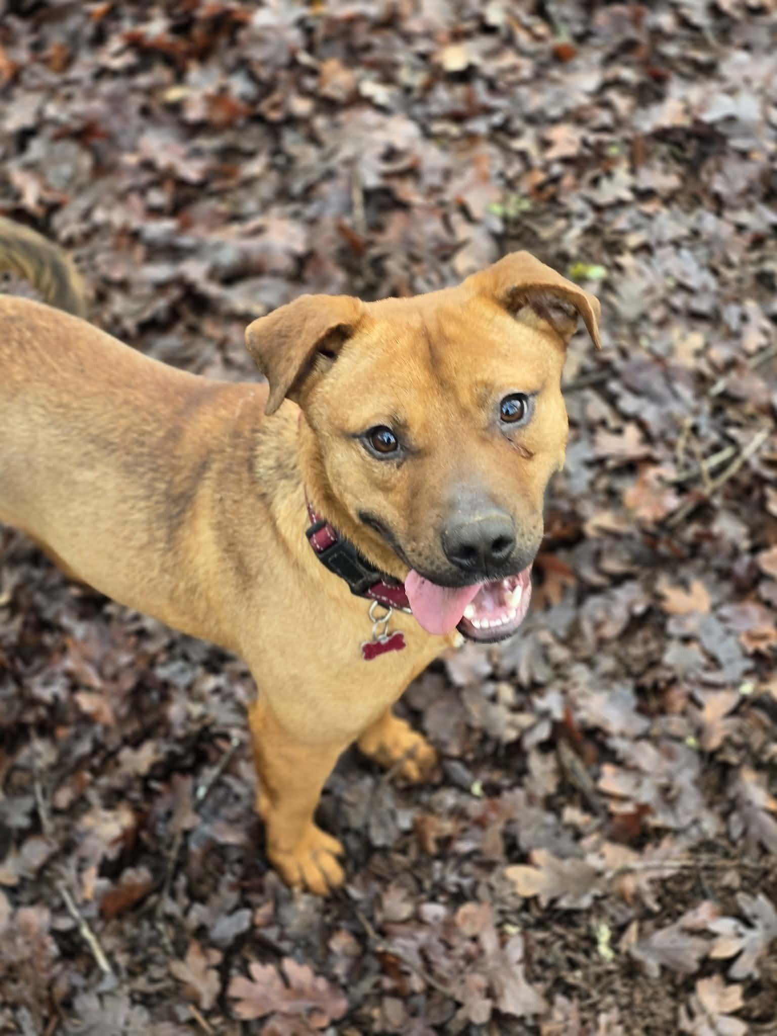 Chili, ADOPTABLE, Young Male Pit Bull Terrier.