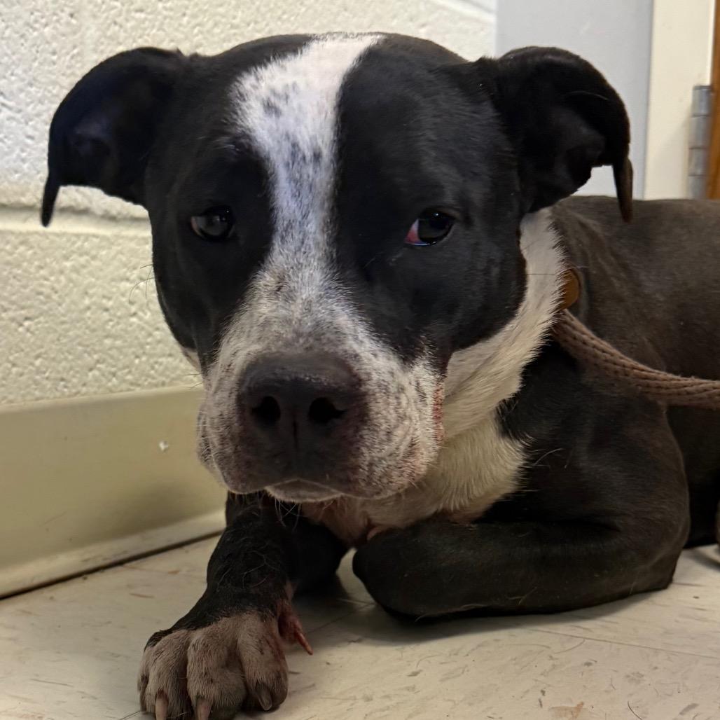 Enlarge Jade, a Adoptable Pit Bull Terrier in Jacksonville, AR image 1/1