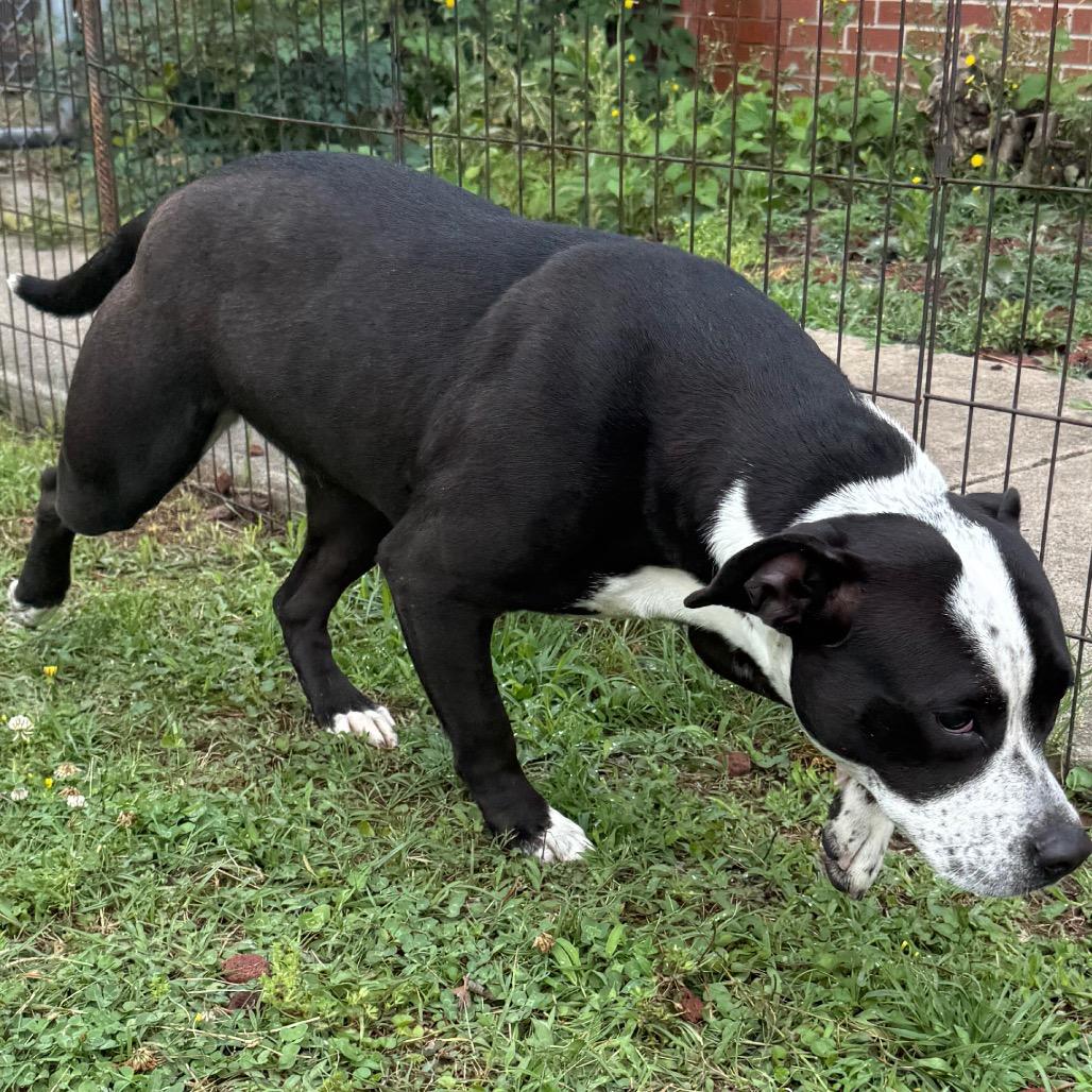 Jade, a Adoptable Pit Bull Terrier in Jacksonville, AR image 2/6