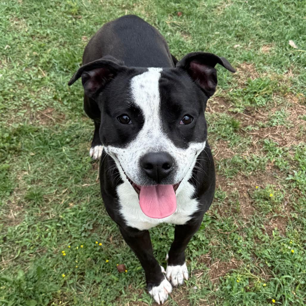 Jade, a Adoptable Pit Bull Terrier in Jacksonville, AR image 3/6
