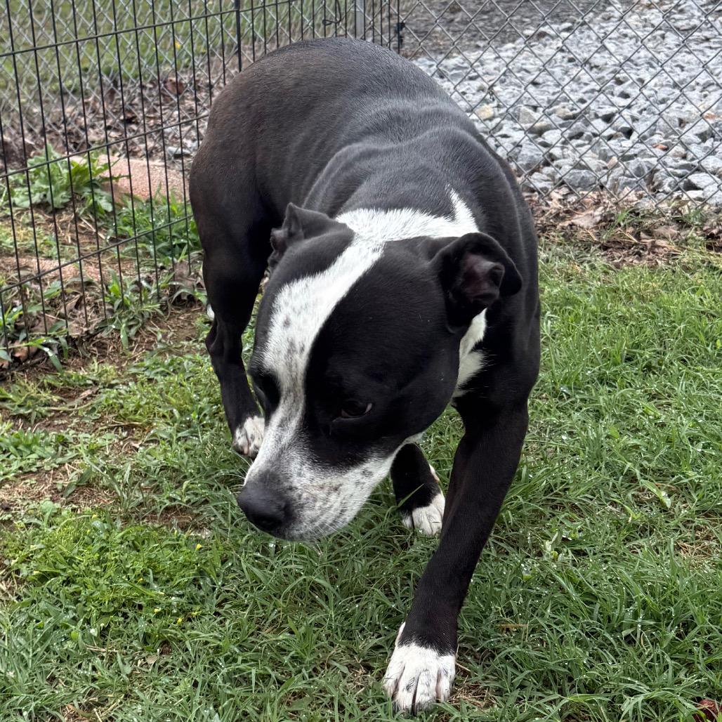 Jade, a Adoptable Pit Bull Terrier in Jacksonville, AR image 4/6
