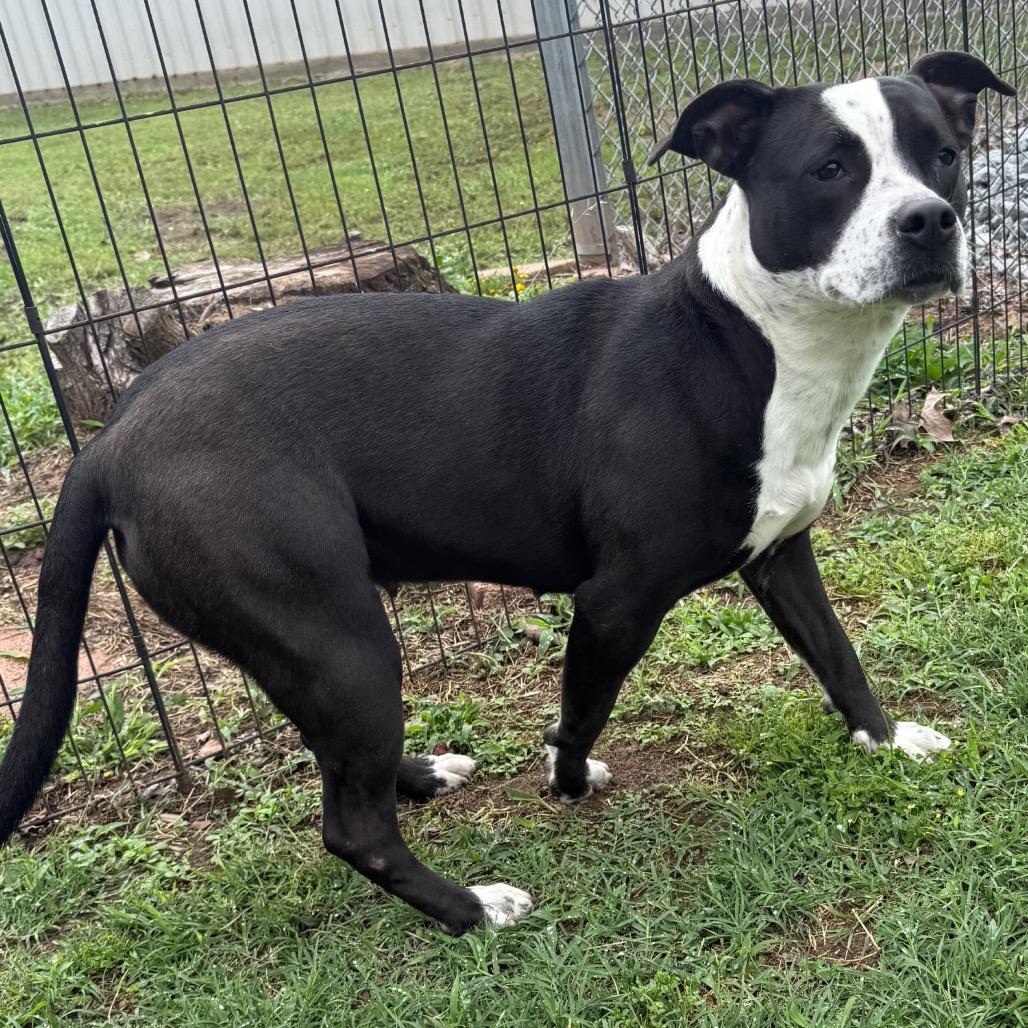 Jade, a Adoptable Pit Bull Terrier in Jacksonville, AR image 5/6
