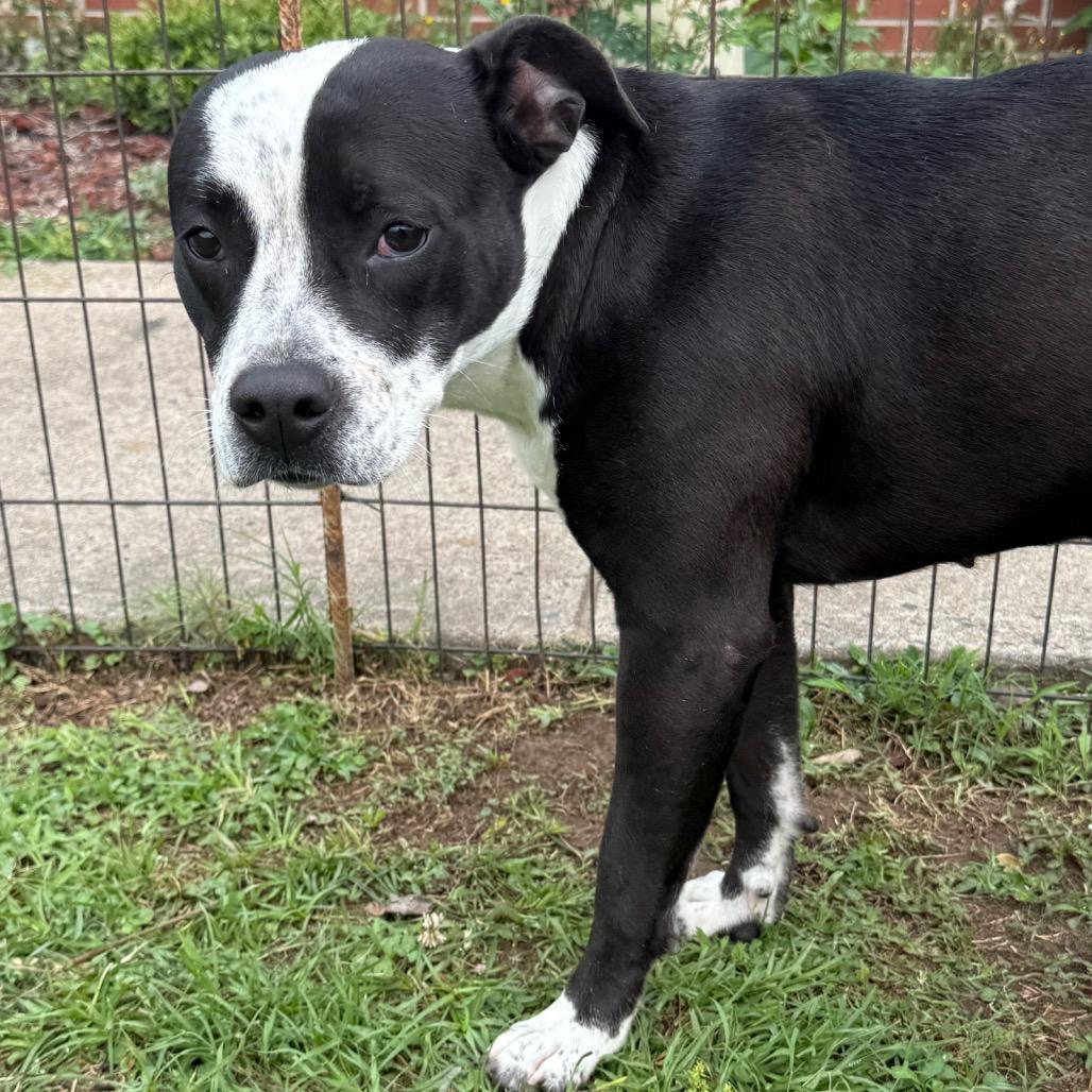 Jade, a Adoptable Pit Bull Terrier in Jacksonville, AR image 6/6