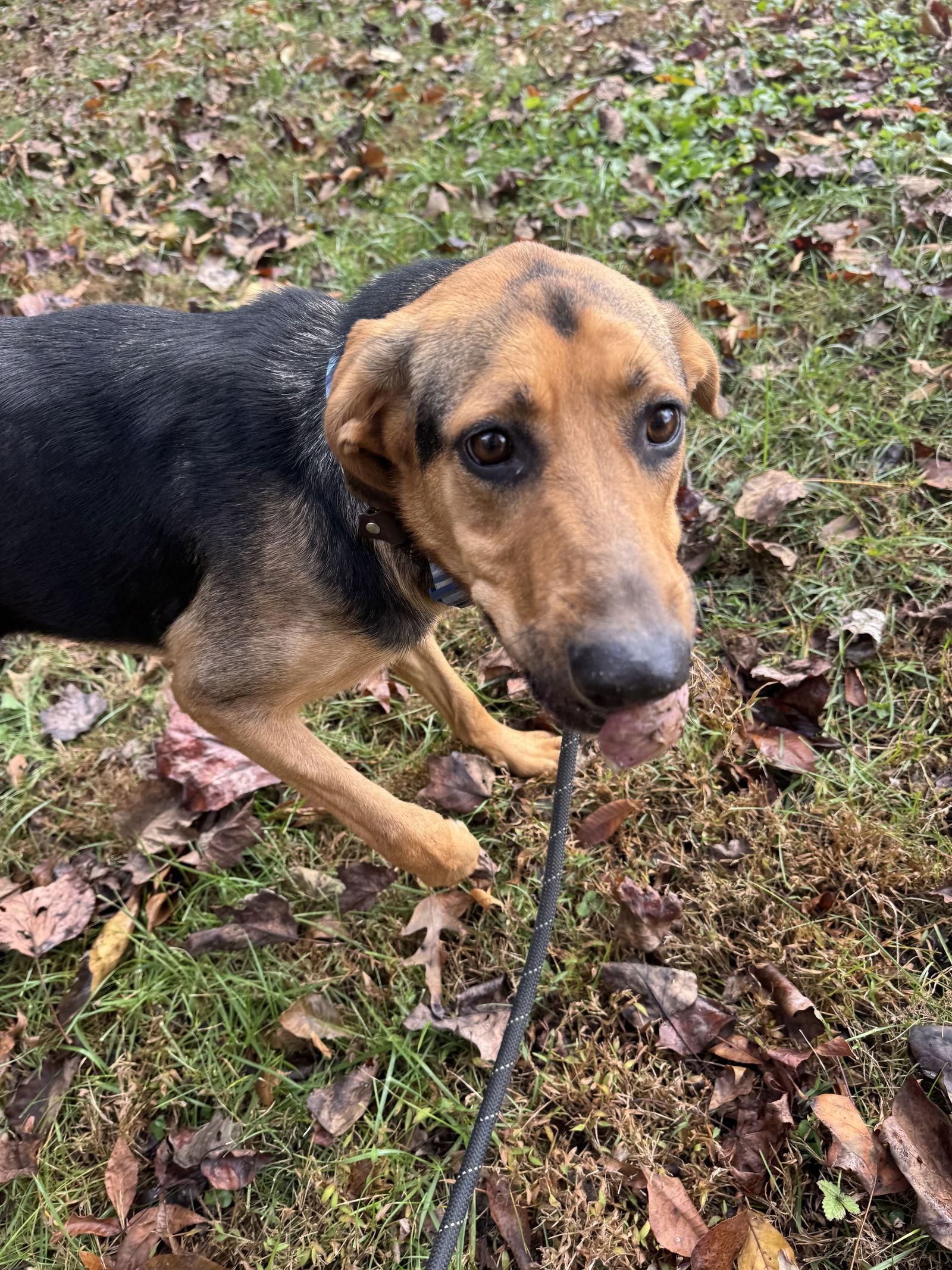 Enlarge Reese(Bella), a Adoptable German Shepherd Dog in Sparta, TN image 2/2