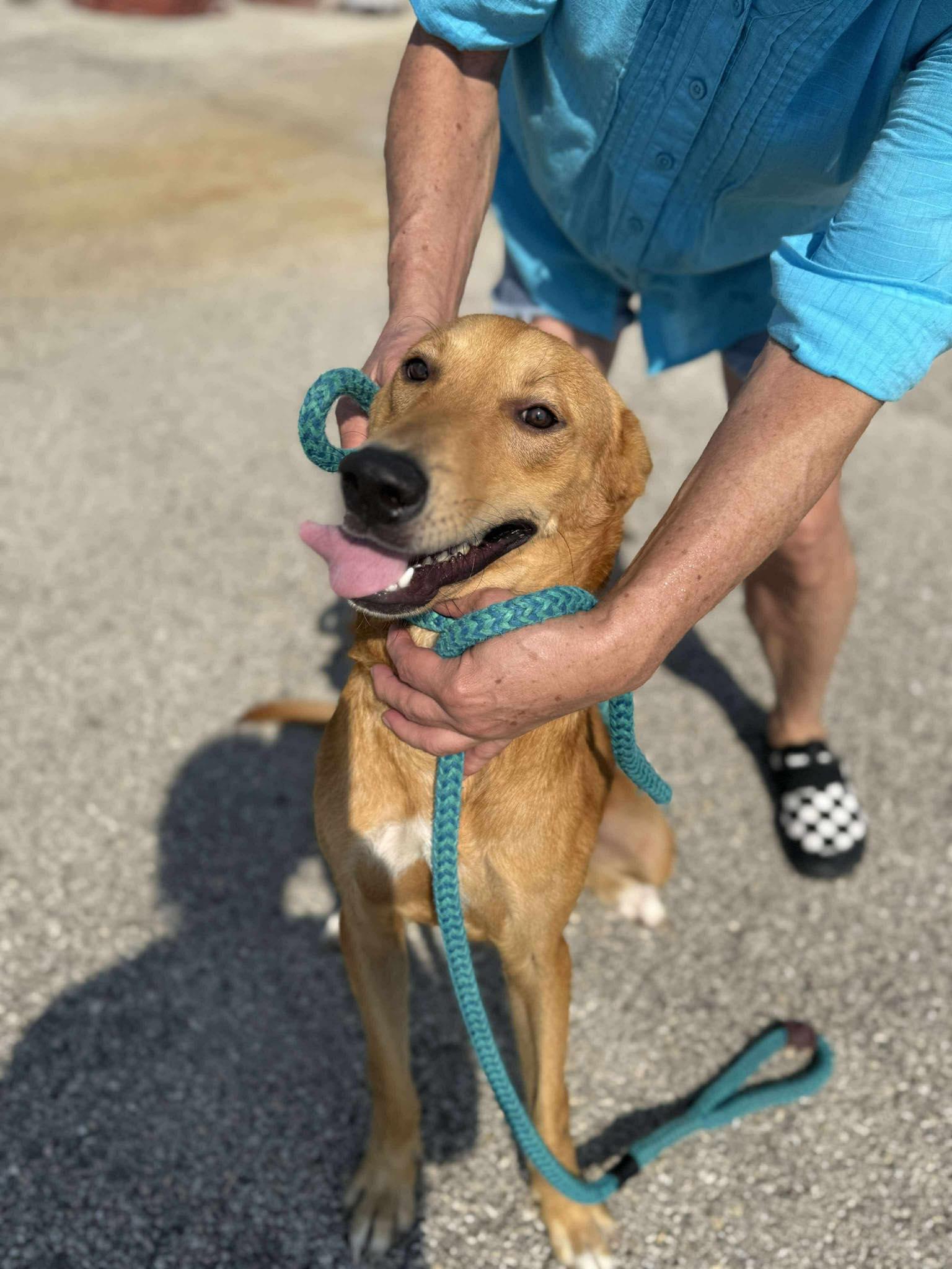 Luke, Adoptable, Young Male Labrador Retriever.