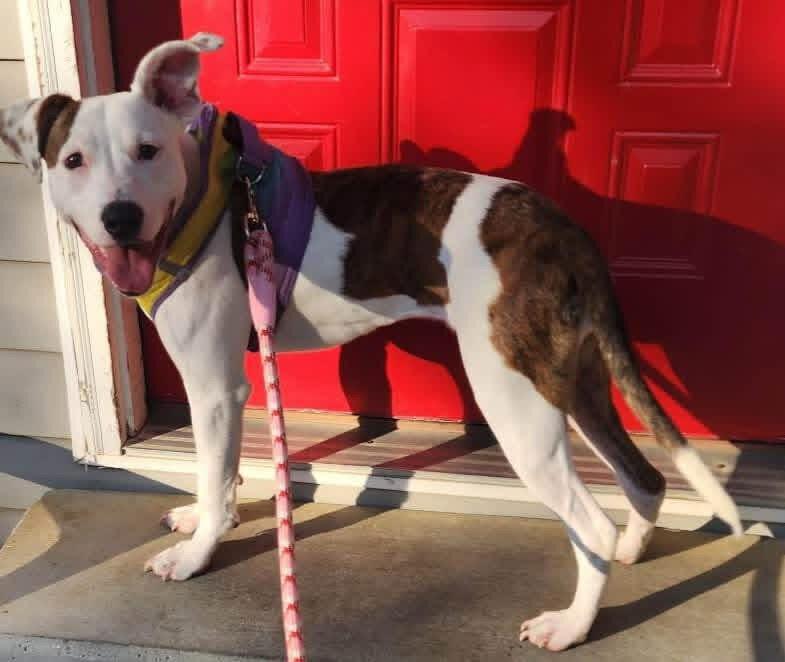 Enlarge Stella, a Adoptable mixed breed in Chattanooga, TN image 1/3