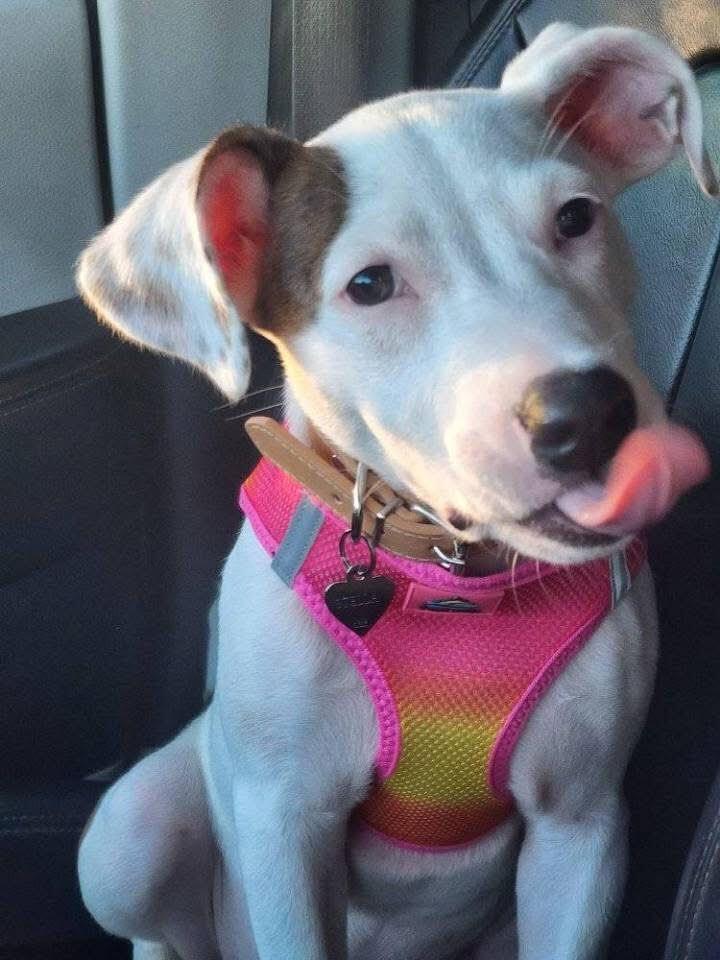Enlarge Stella, a Adoptable mixed breed in Chattanooga, TN image 2/3