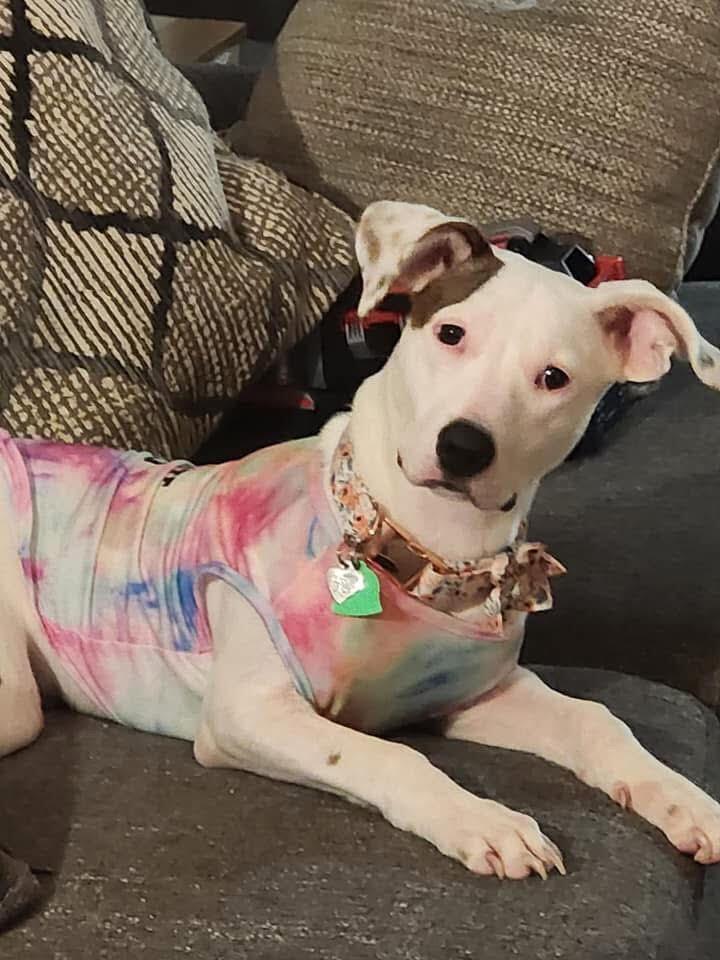 Enlarge Stella, a Adoptable mixed breed in Chattanooga, TN image 3/3