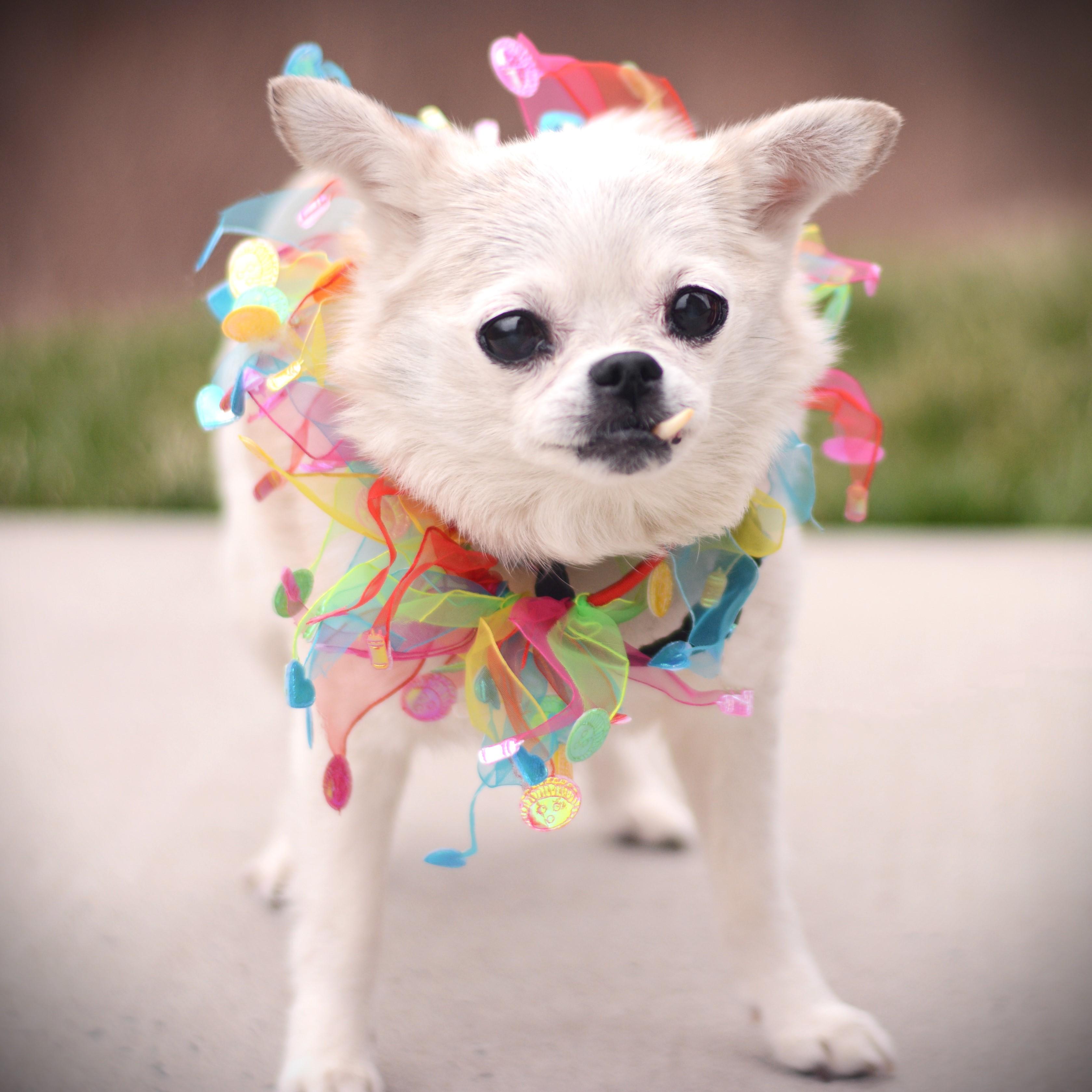 Enlarge Agatha, an adoptable mixed breed in Amsterdam, NY image 2/2